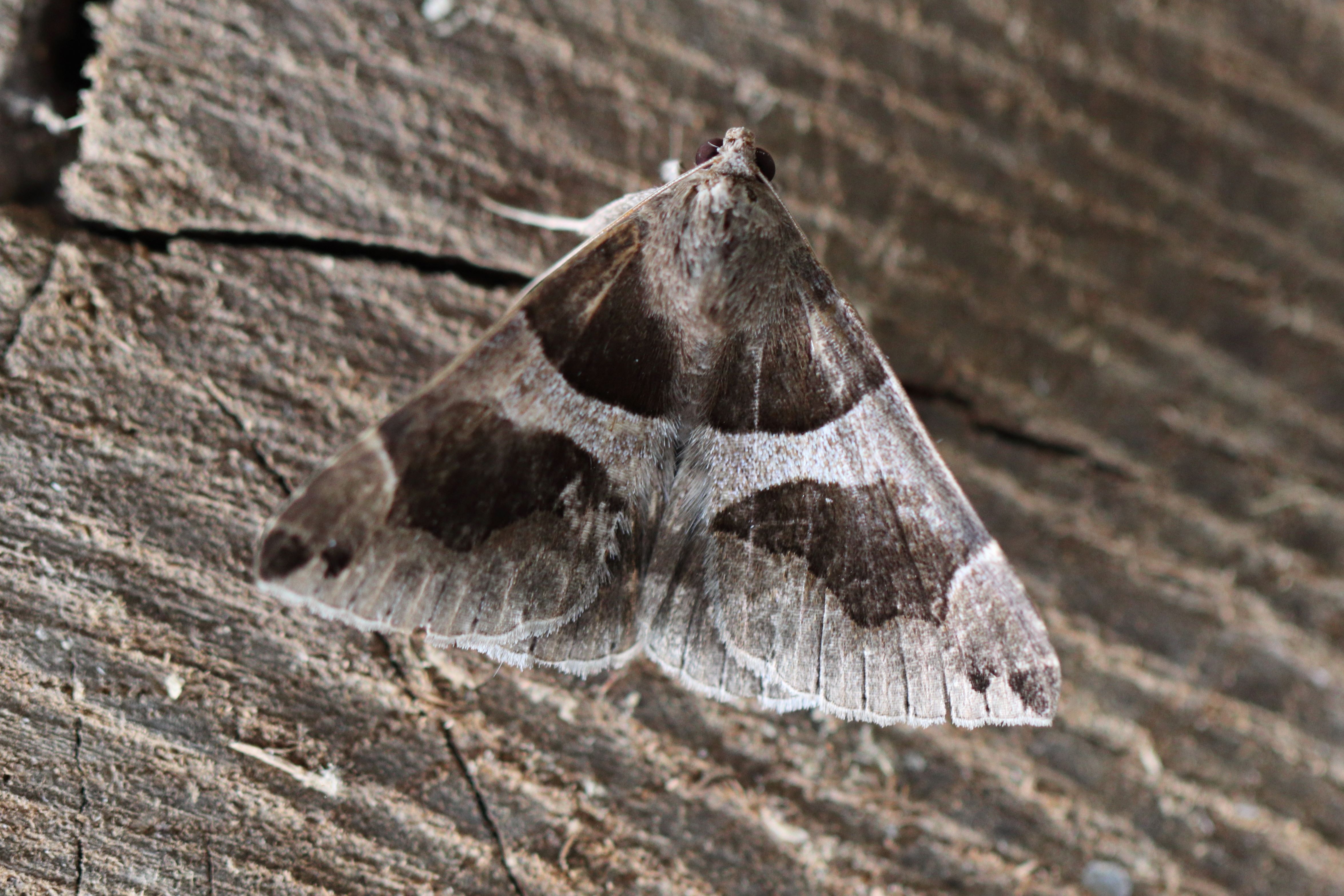 Photo of Passenger (Dysgonia algira)